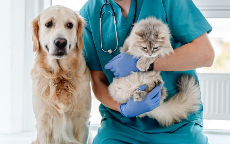 Francisco Martinelli y Signa Global: juntos por un futuro sin mascotas callejeras